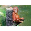 Plakát: Orangutánkölyök