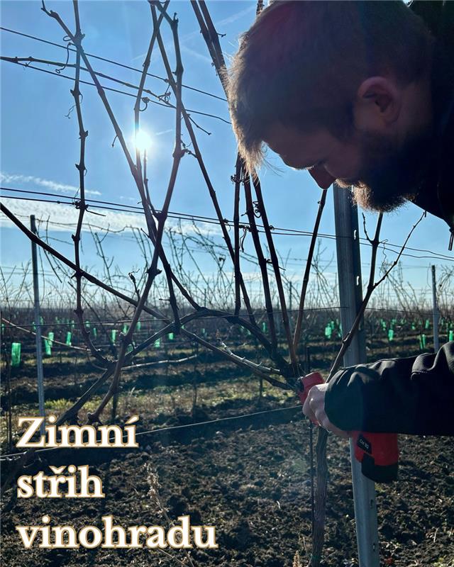 ZIMNÍ STŘIH VINOHRADŮ: KLÍČ K ÚSPĚŠNÉ ÚRODĚ!