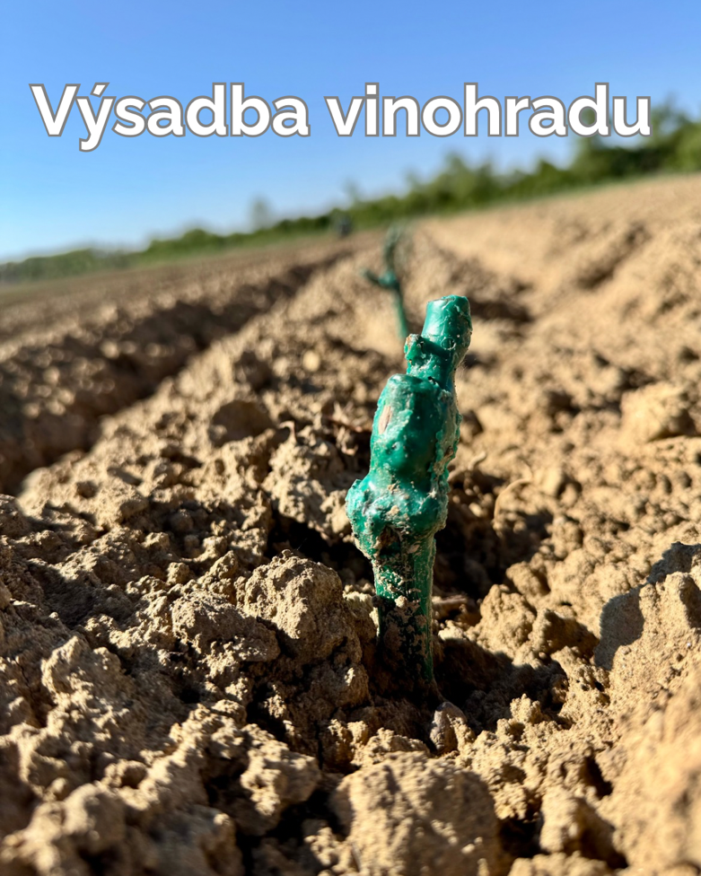 Jarní měsíce ve vinici: čas nových začátků a tvrdé práce