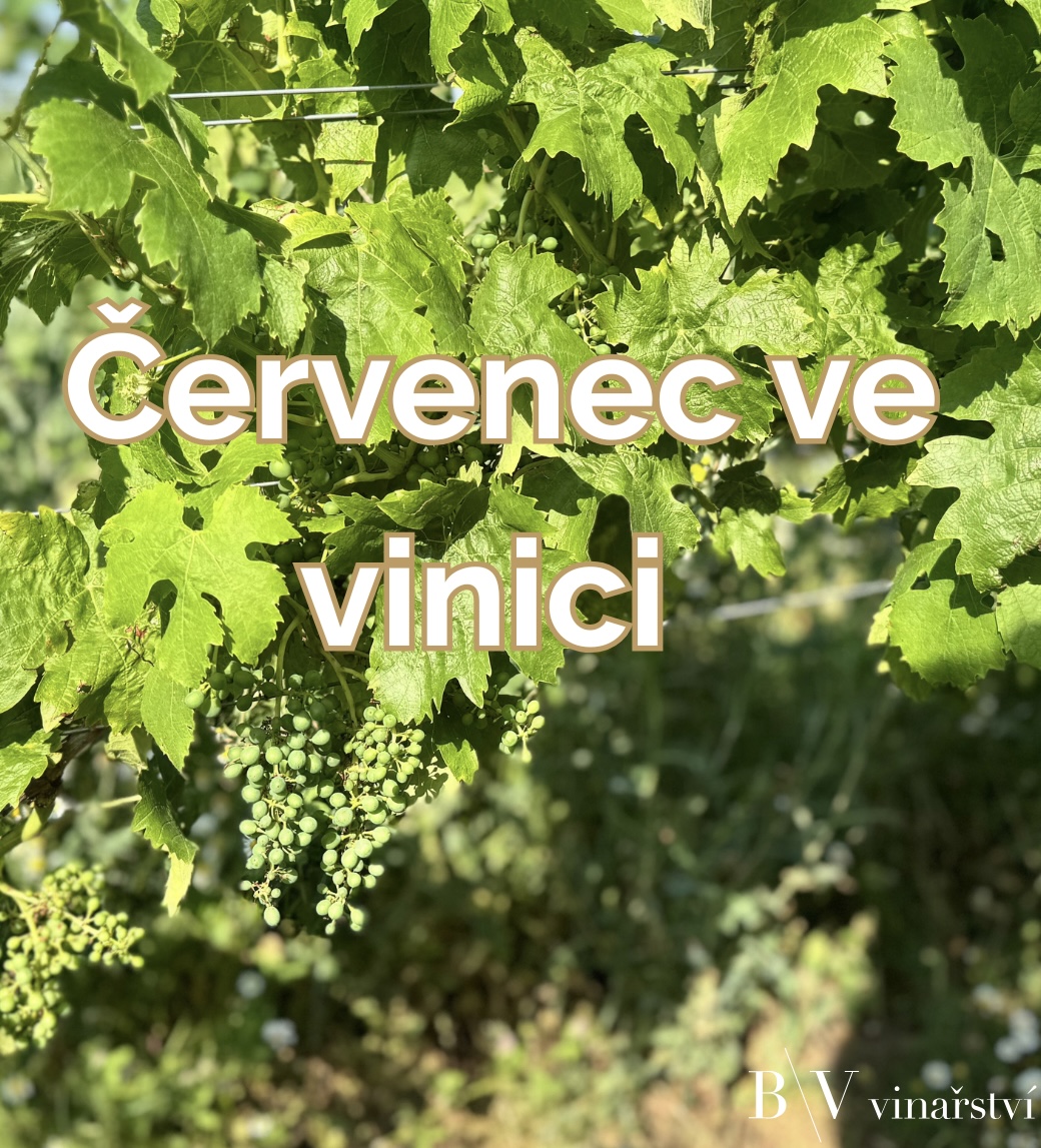 Červenec ve vinici: když práce i počasí rozhodují o kvalitě hroznů