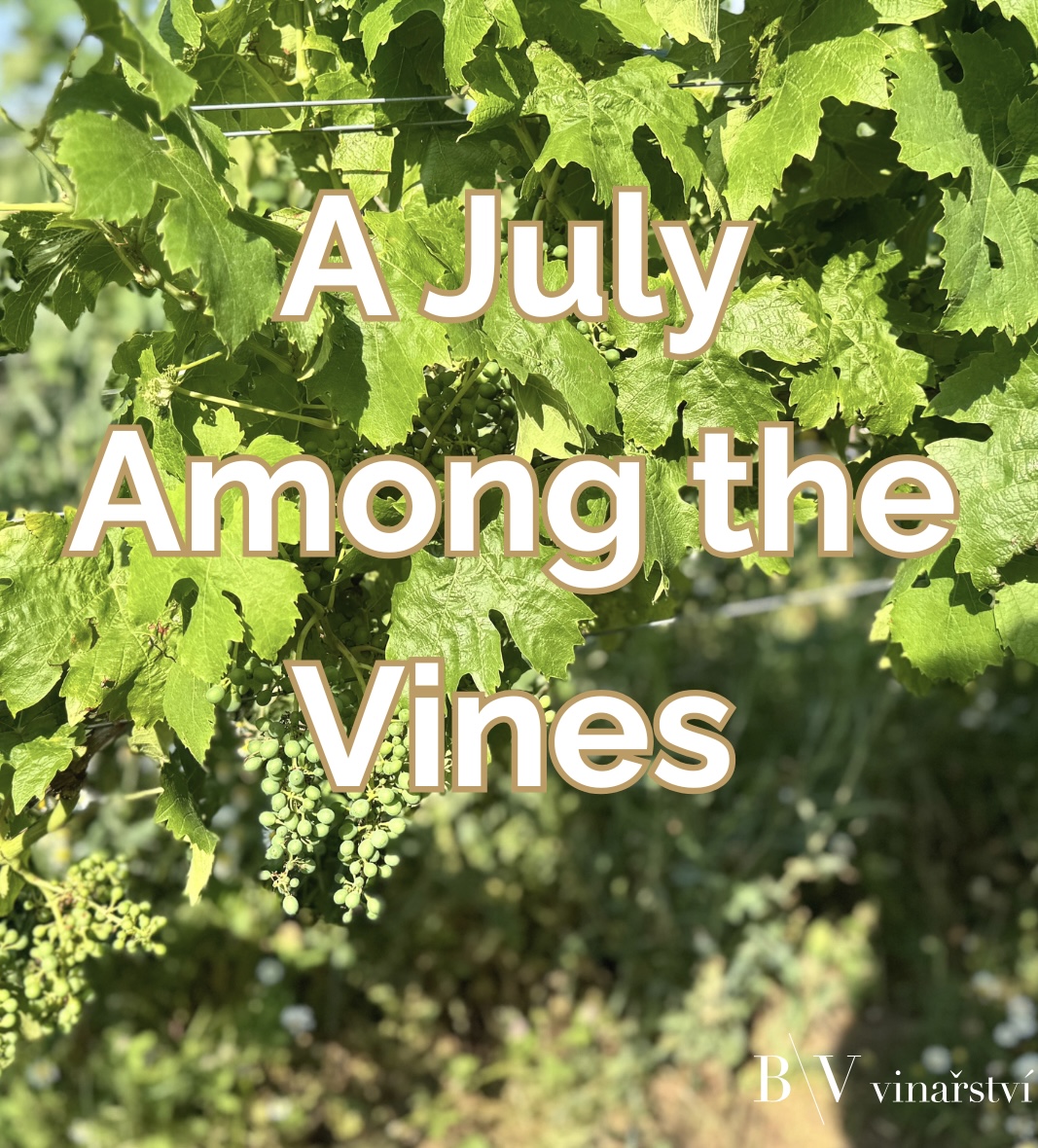 July in the Vineyard: A Crucial Month for the Grapes