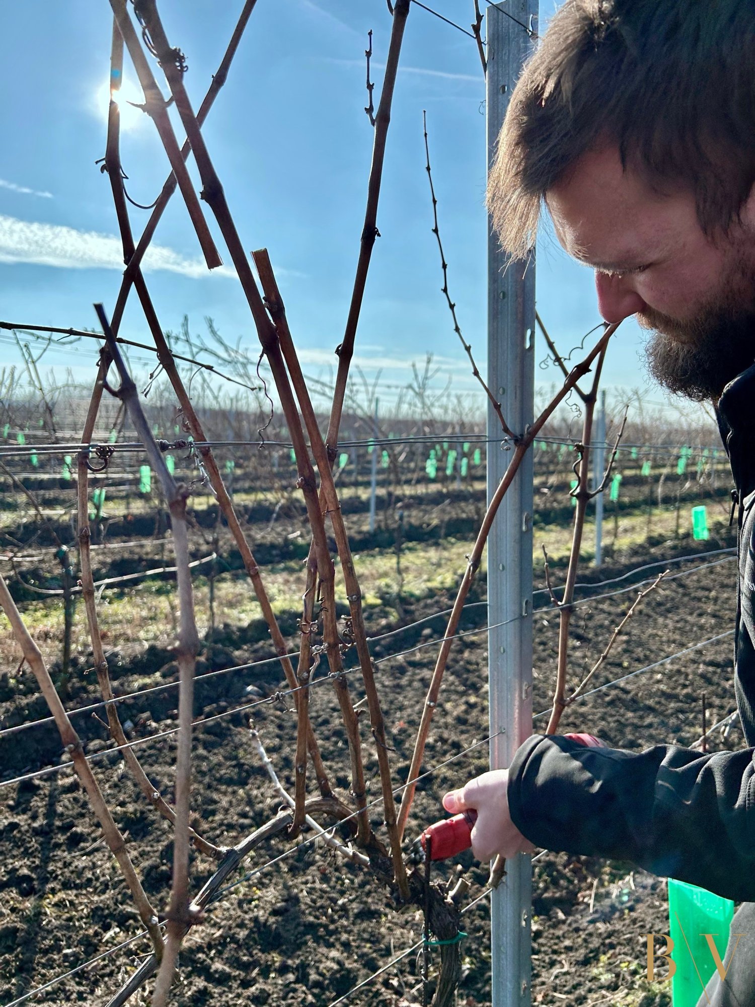 WINTER VINEYARD PRUNING: THE KEY TO A SUCCESSFUL HARVEST