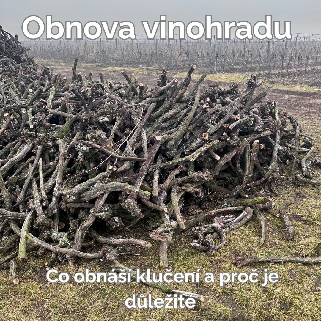 Obnova vinohradu: co obnáší klučení a proč je důležité
