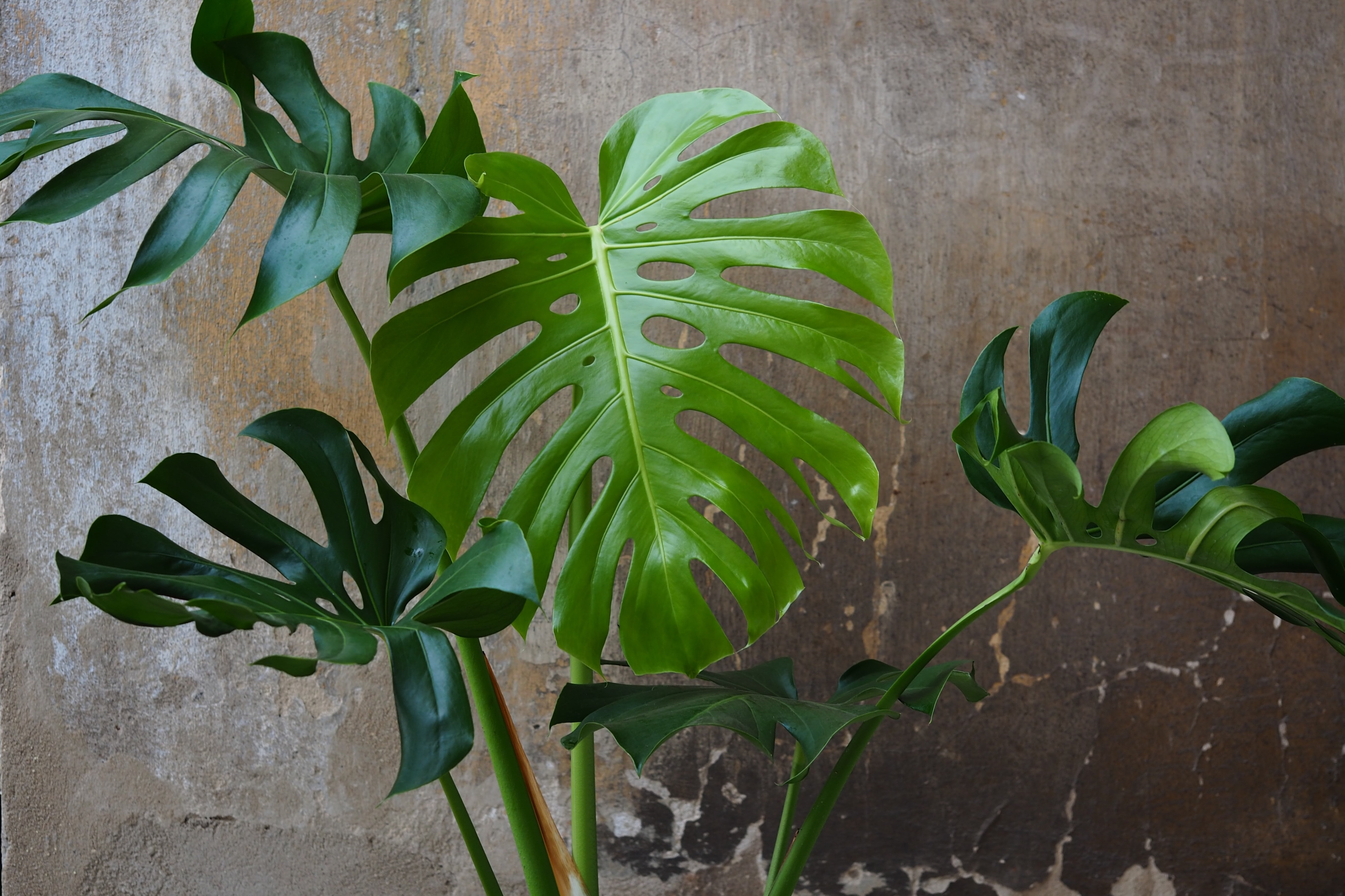 monstera