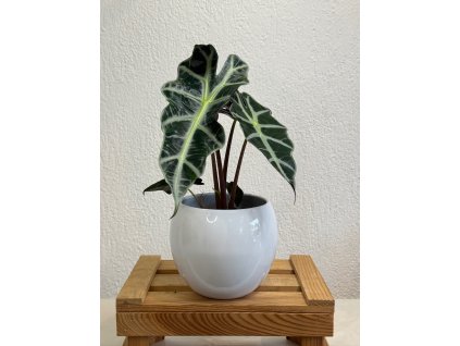 Alocasia amazonica "Polly" - ⌀  11 cm