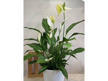 Spathiphyllum - ⌀ 16 cm