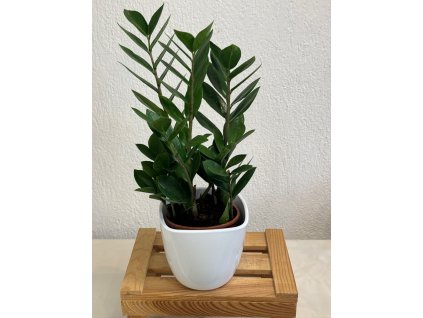 Zamioculcas zamiifolia - ⌀ 12 cm