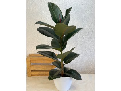 Ficus elastica "green" - ⌀ 13 cm