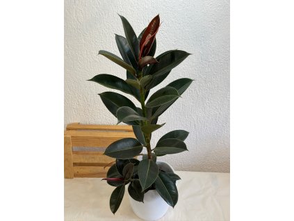 Ficus elastica "thin green" - ⌀ 13 cm