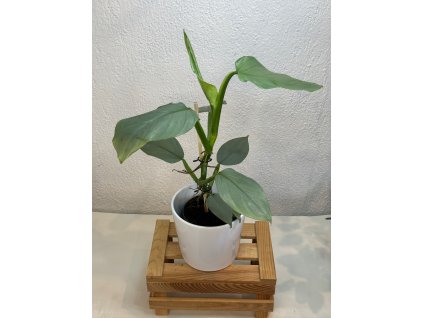 Philodendron hastatum silver sword - ⌀ 13 cm