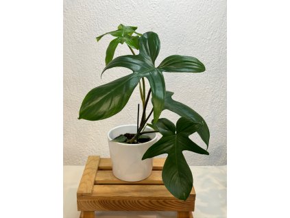 Philodendron florida green - ⌀ 11 cm