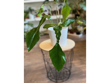 Philodendron joepii - ⌀ 13 cm
