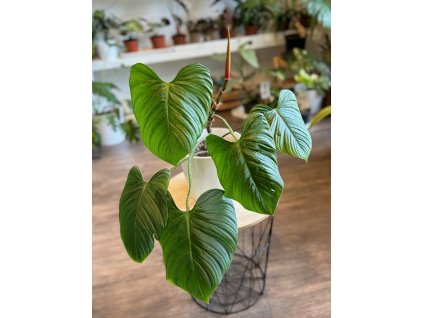 Philodendron fuzzy petiole - ⌀ 14 cm
