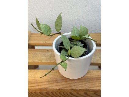 Hoya silver - ⌀ 6 cm