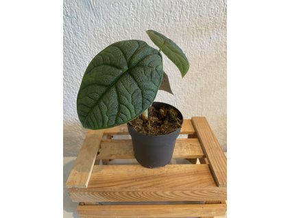 Alocasia melo - ⌀ 9 cm