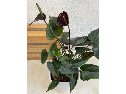 Anthurium andreanum "black" - ⌀ 12 cm