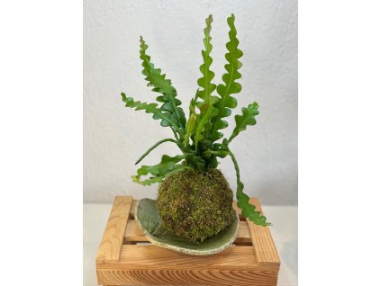 Kokedama Epiphyllum anguliger
