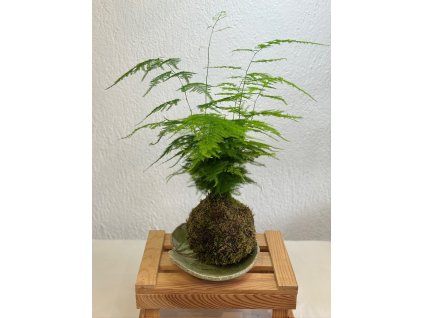 Kokedama - Asparagus plumosus