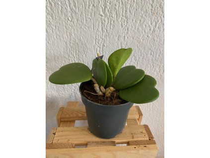 Hoya kerrii - ⌀ 10 cm