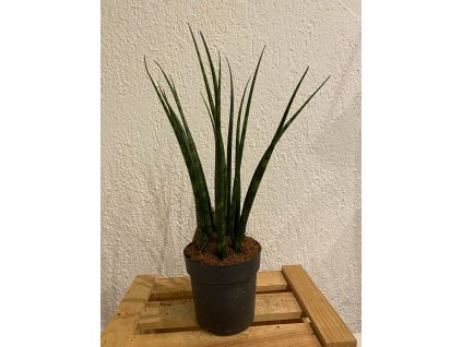 Sansevieria fernwood - ⌀ 6 cm