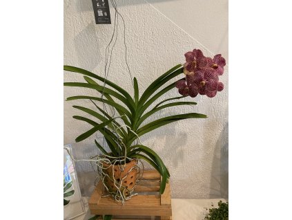 VANDA leopard coral - ⌀