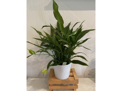 Spathiphyllum - ⌀