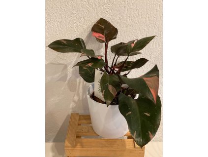 Philodendron pink princess - ⌀