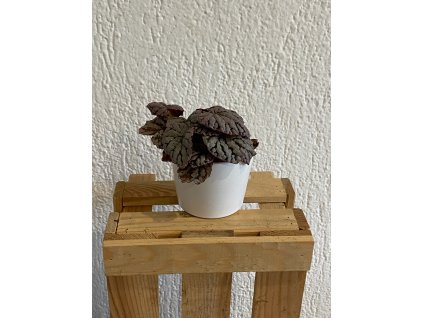 Begonia rex "Chayo" - ⌀ 6 cm