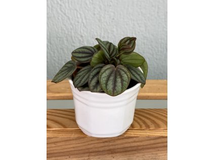 Peperomia caperata - ⌀ 6cm