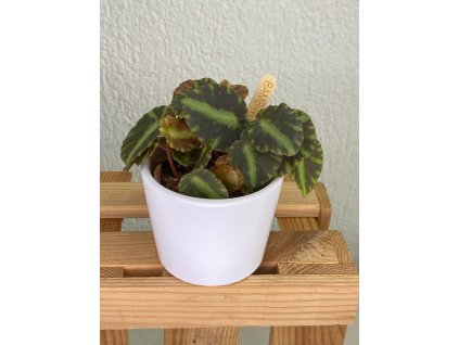 Begonia tiger - ⌀ 6cm