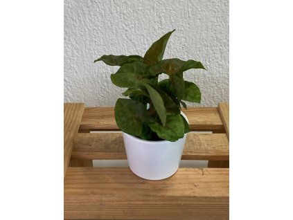 Syngonium maria - ⌀ 6cm