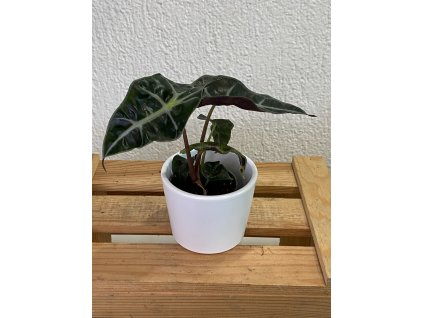 Alocasia amazonica "Polly" - ⌀ 6 cm