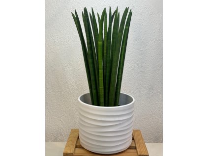 Sansevieria cylindrica - ⌀ 14cm