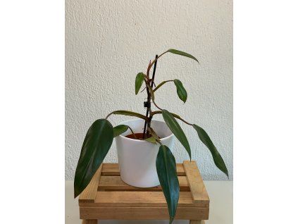 Philodendron ruby red - ⌀ 11 cm