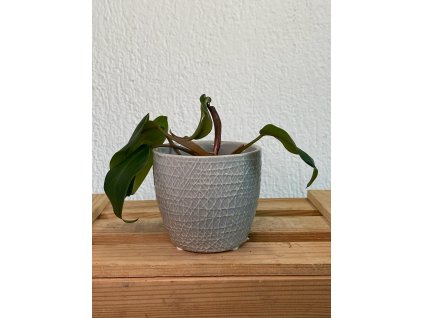 Philodendron red emerald - ⌀ 6 cm