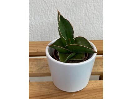 Sansevieria samurai - ⌀ 6cm