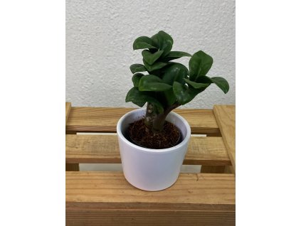 Zamioculcas zamiofolia "zenzi" - ⌀ 6 cm