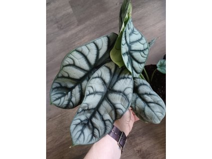 Alocasia silver dragon - ⌀ 13 cm