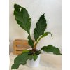 Anthurium crassinervium - ⌀ 17 cm