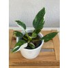 Philodendron white wizzard - ⌀ 9 cm