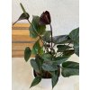 Anthurium andreanum "black" - ⌀ 12 cm