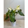 Anthurium andreanum "white" - ⌀ 14 cm
