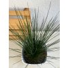 Juncus effucus - ⌀ 12 cm