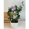Passiflora (mučenka) beervelde - ⌀ 12 cm