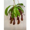 Nepenthes - ⌀ 6cm