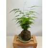 Kokedama - Asparagus plumosus