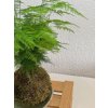 Kokedama - Asparagus plumosus