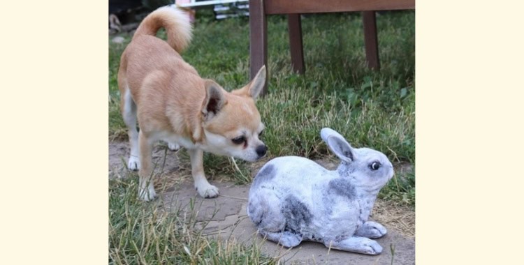 Zapomeňte na obyčejnou zahradu! Triky, jak ji proměnit v pohádkovou říši