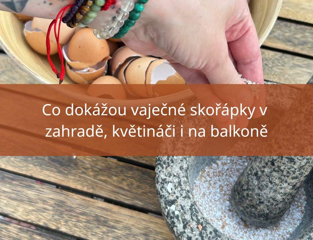 Co dokážou vaječné skořápky v zahradě, květináči i na balkoně