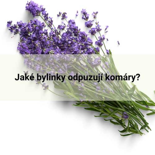 Voňavá obrana: Jaké bylinky odpuzují komáry